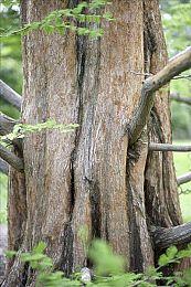 开放世界RPG《魔咒之地》新预告 展示新法术和环境